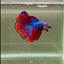 Halfmoon Nemo Blue Redtail Male Betta #D01