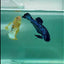 Plakat Blue Samurai Male Betta #Ma09