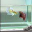 Plakat Pink Cooper Male Betta #Au88