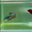 Plakat Alien Samurai Female Betta #A214