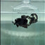 Plakat Black Samurai mask Male Betta #Au66