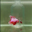 Halfmoon Pink Dot Male Betta #D19