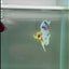 Plakat Dumbo Koi Green Eye Male Betta #M116