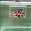 [Rare] Young Giant Koi Multicolor S52 Plakat - Male Betta