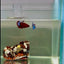 Plakat Koi Candy Female Betta #J25