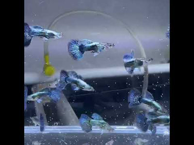 Blue Dragon Guppy