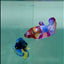 Plakat Koi Multicolor Female Betta #A235