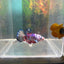Purple Koi Plakat - Male Betta A23