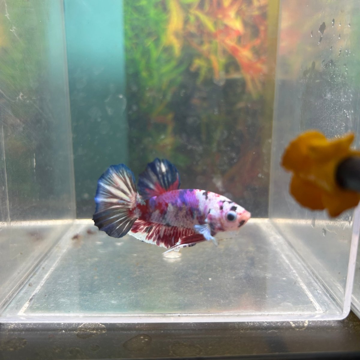 Purple Koi Plakat - Male Betta A23
