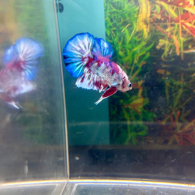 Purple Koi Plakat - Male Betta A23