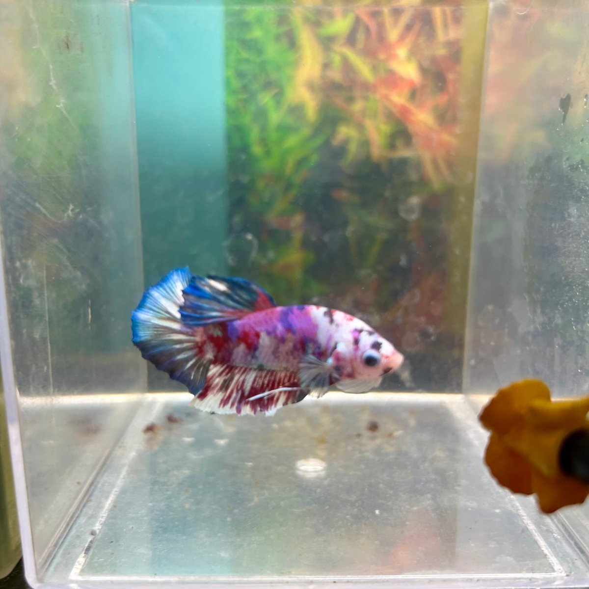 Purple Koi Plakat - Male Betta A23
