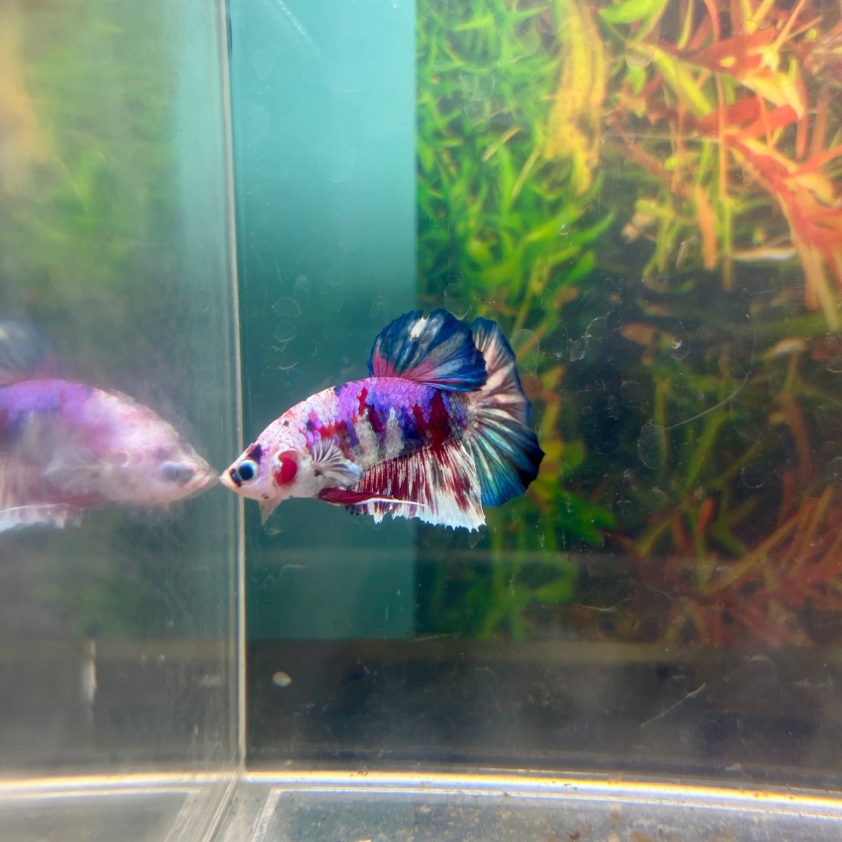 Purple Koi Plakat - Male Betta A23
