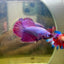 Purple Pink Dragon Halfmoon - Betta