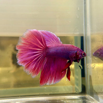 Purple Pink Dragon Halfmoon - Betta