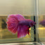 Purple Pink Dragon Halfmoon - Betta