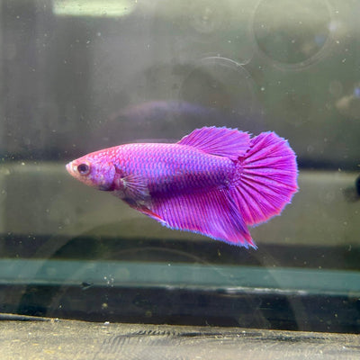 Purple Pink Dragon Halfmoon - Betta