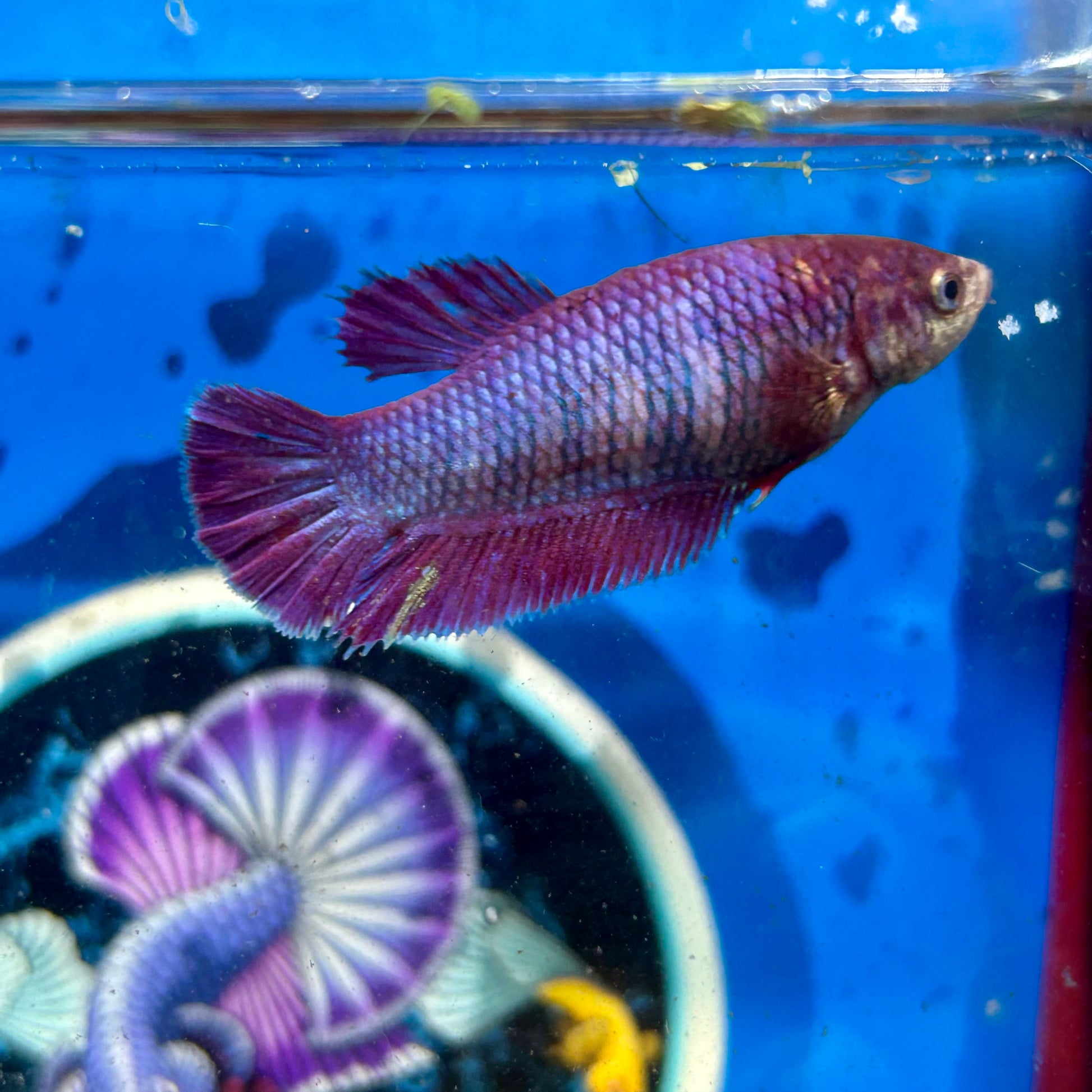 Purple Pink Dragon Plakat - Female Betta 037