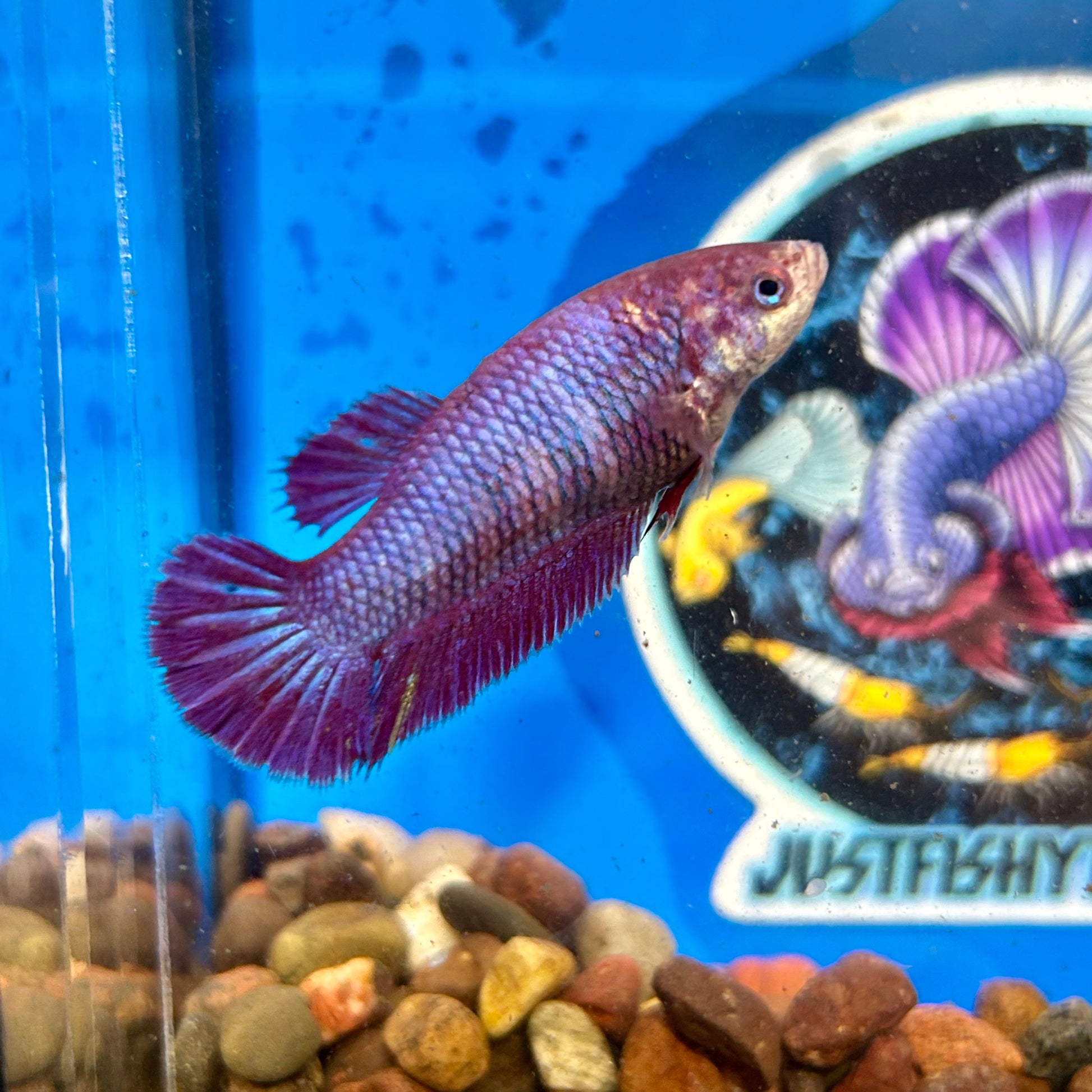 Purple Pink Dragon Plakat - Female Betta 037