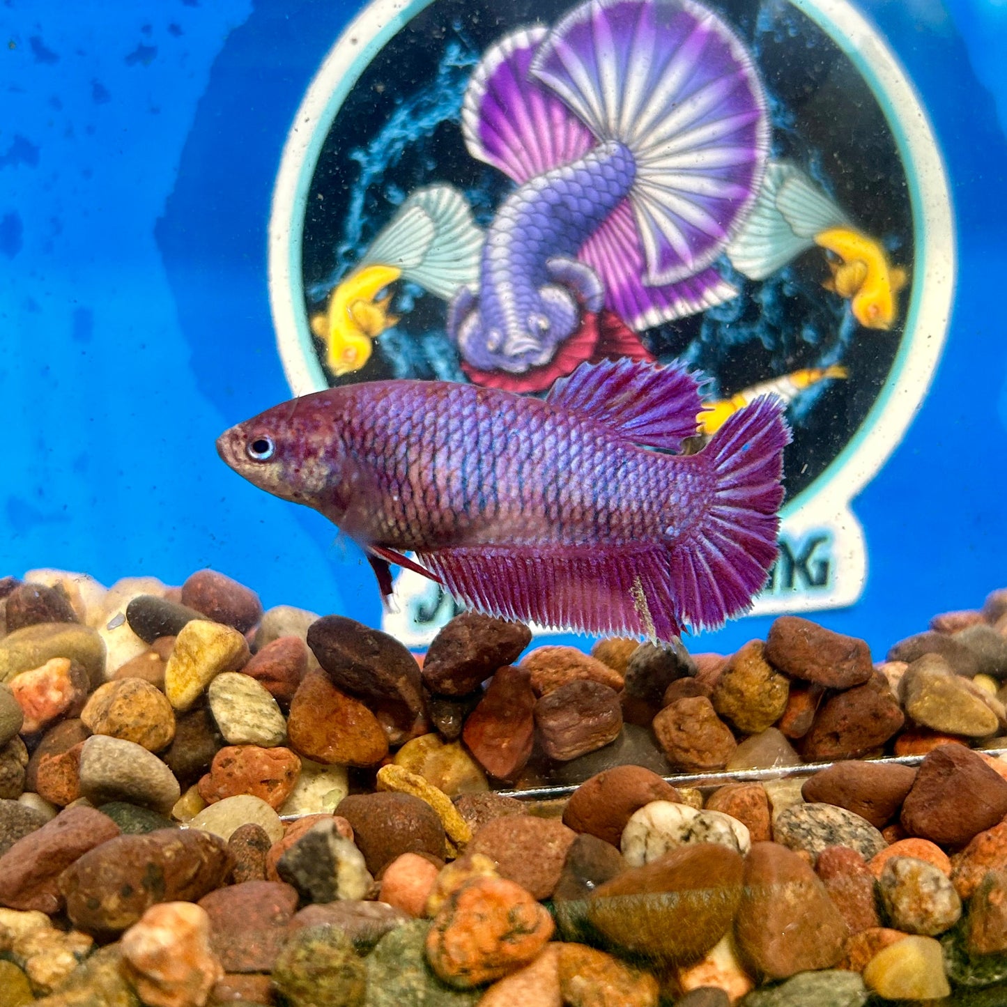 Purple Pink Dragon Plakat - Female Betta 037