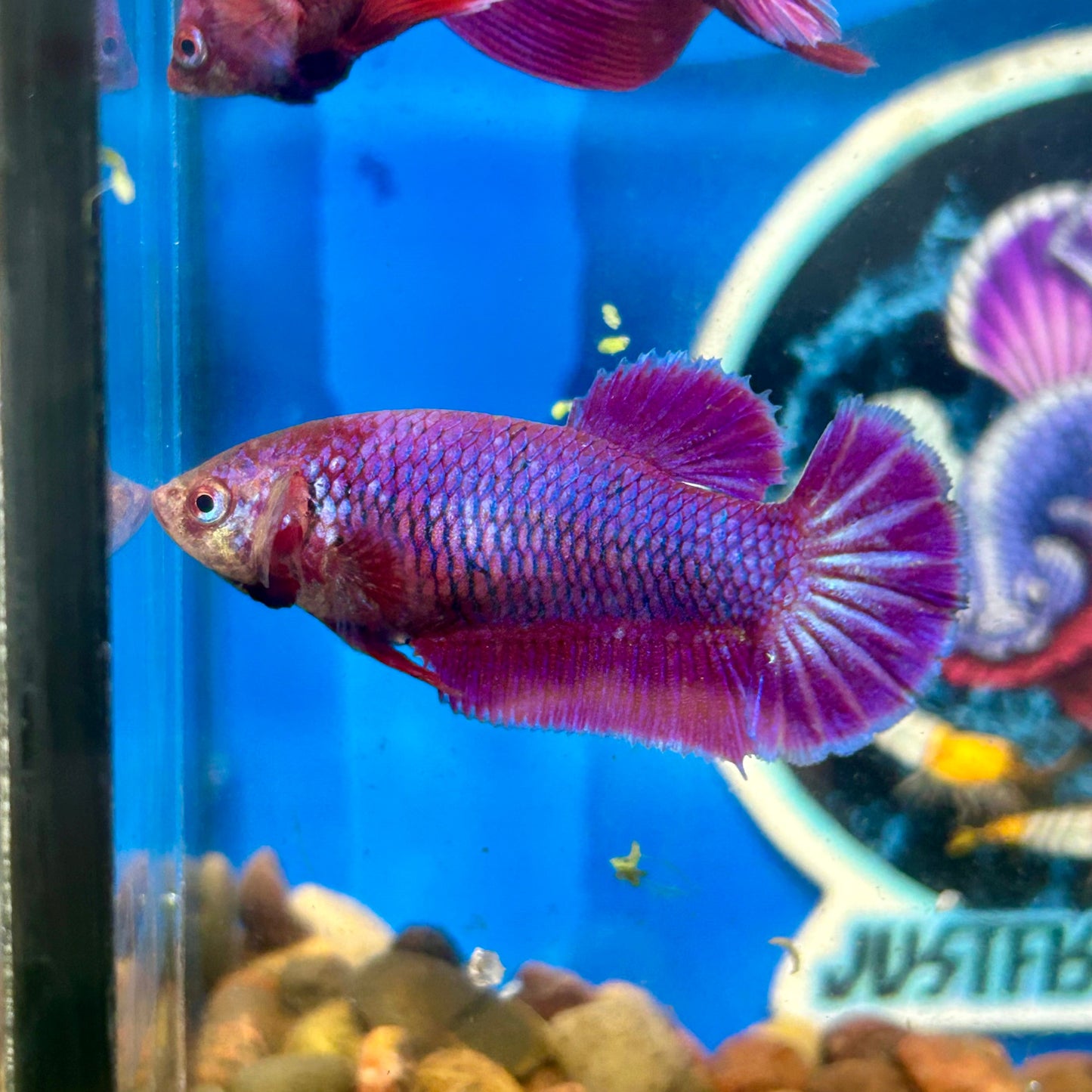 Purple Pink Dragon Plakat - Female Betta 096 Breeder Grade