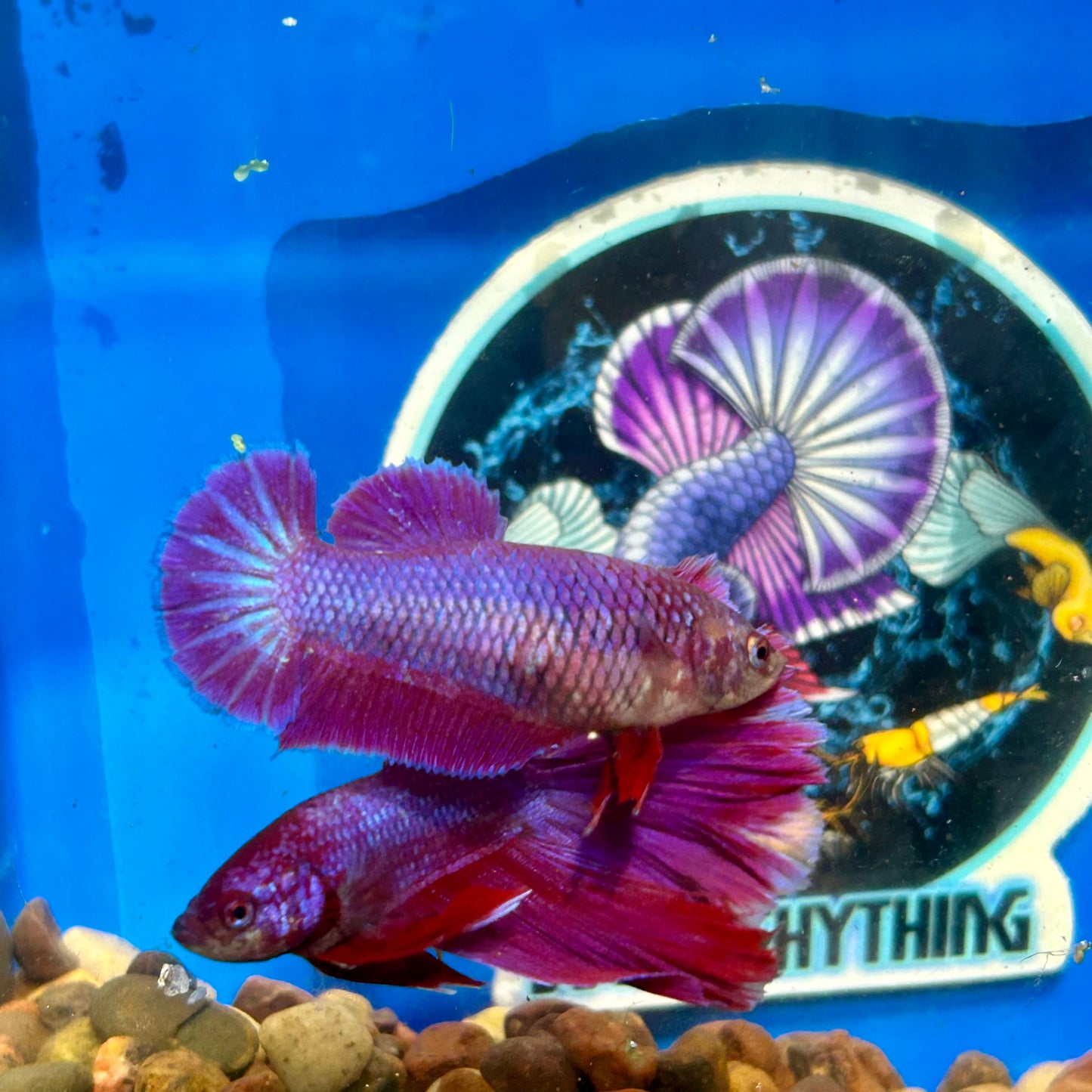 Purple Pink Dragon Plakat - Female Betta 096 Breeder Grade