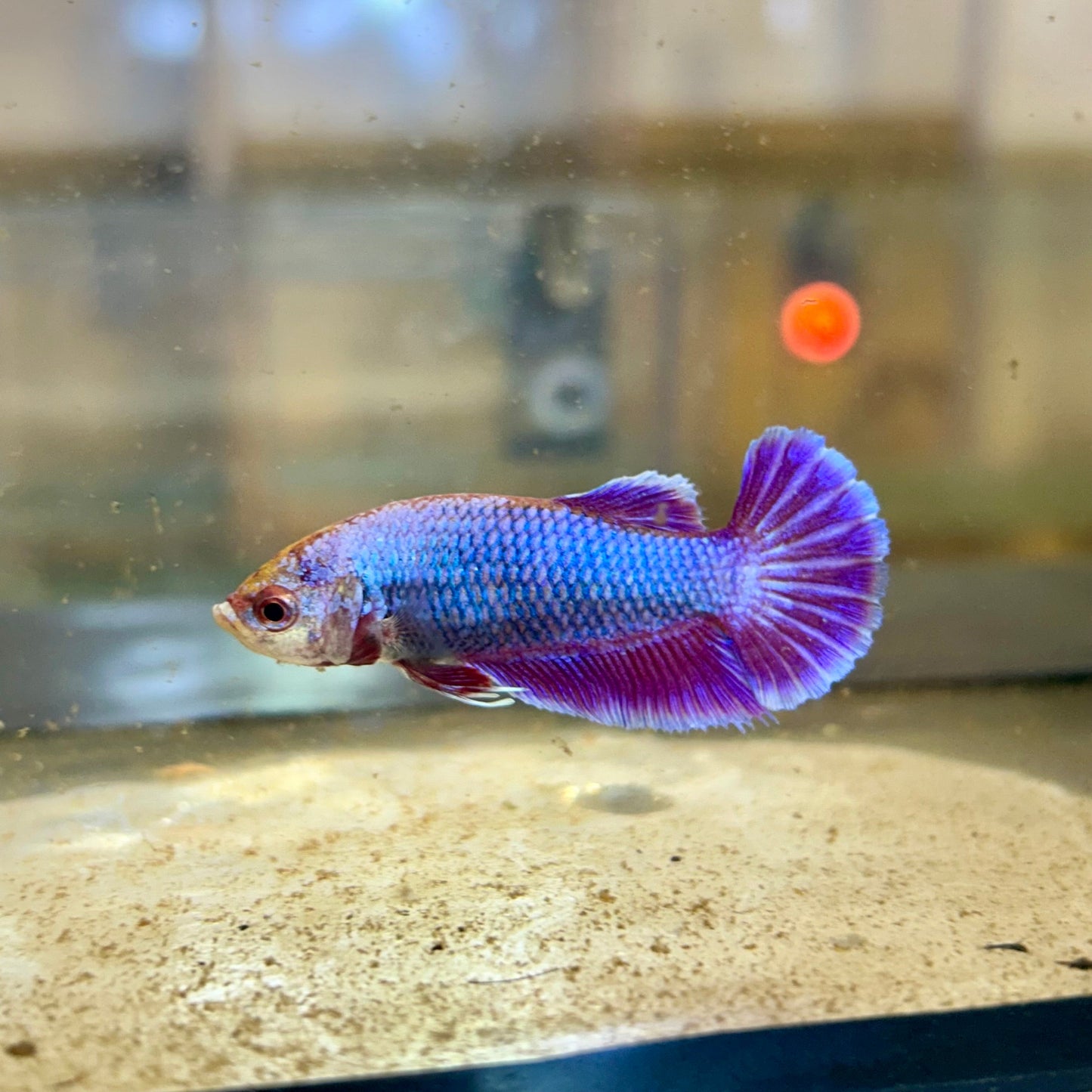 Purple Pink Dragon Plakat - Female Betta 101 Breeder Grade