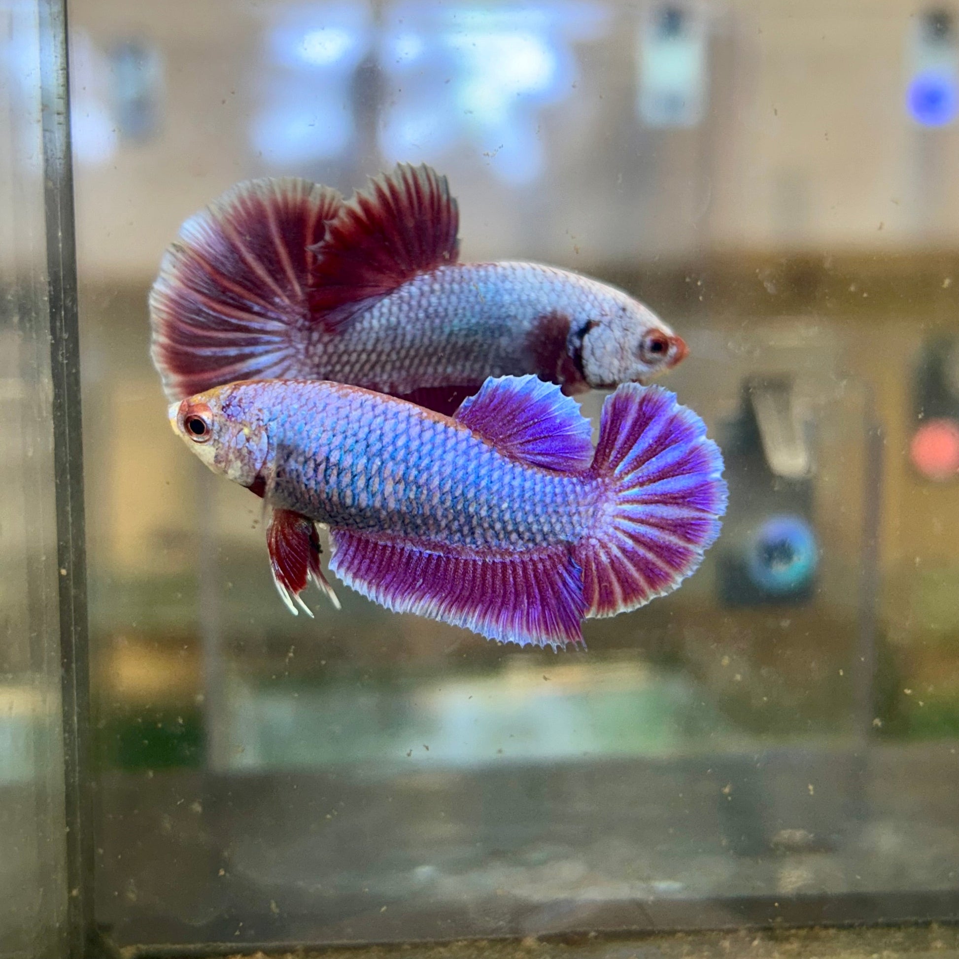 Purple Pink Dragon Plakat - Female Betta 101 Breeder Grade