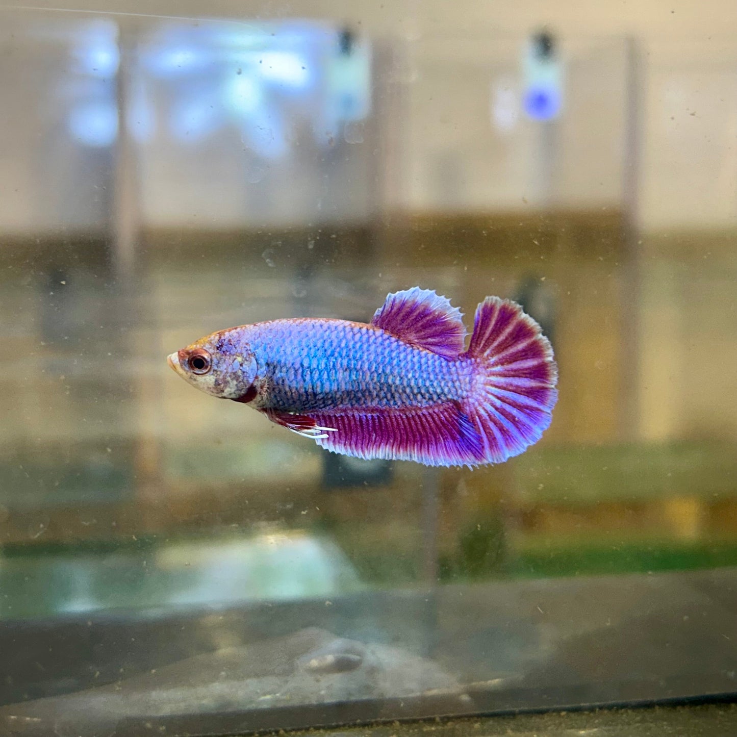 Purple Pink Dragon Plakat - Female Betta 101 Breeder Grade