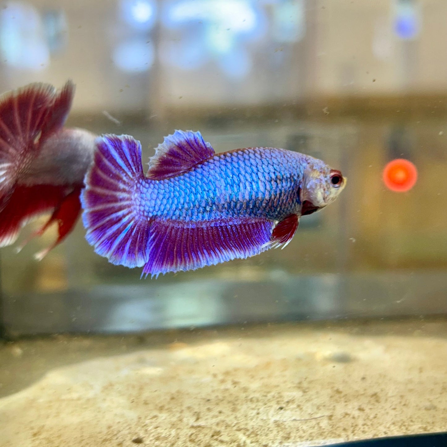 Purple Pink Dragon Plakat - Female Betta 101 Breeder Grade