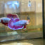 Purple Pink Dragon Plakat - Female Betta 101 Breeder Grade