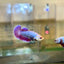 Purple Pink Dragon Plakat - Female Betta 101 Breeder Grade