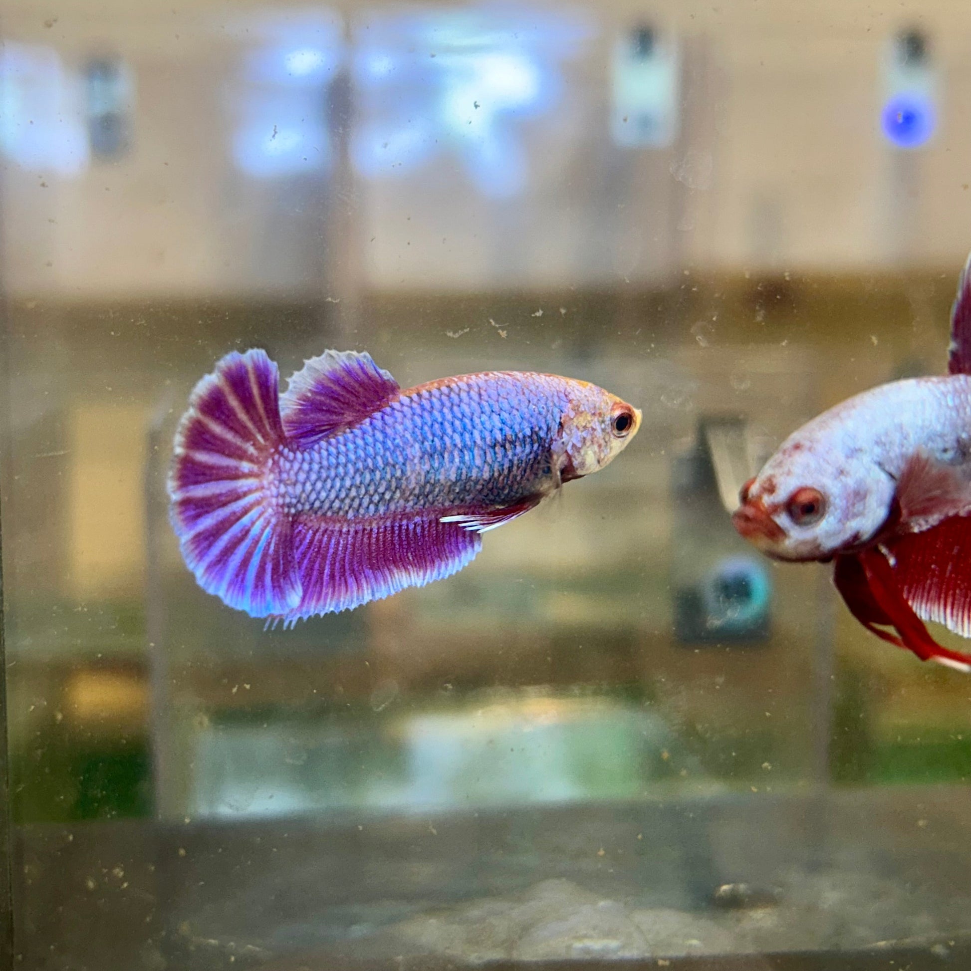 Purple Pink Dragon Plakat - Female Betta 101 Breeder Grade