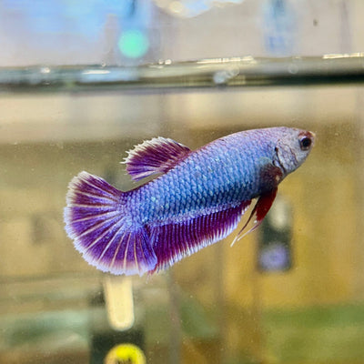 Purple Pink Dragon Plakat - Female Betta 24