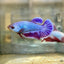 Purple Pink Dragon Plakat - Female Betta 24