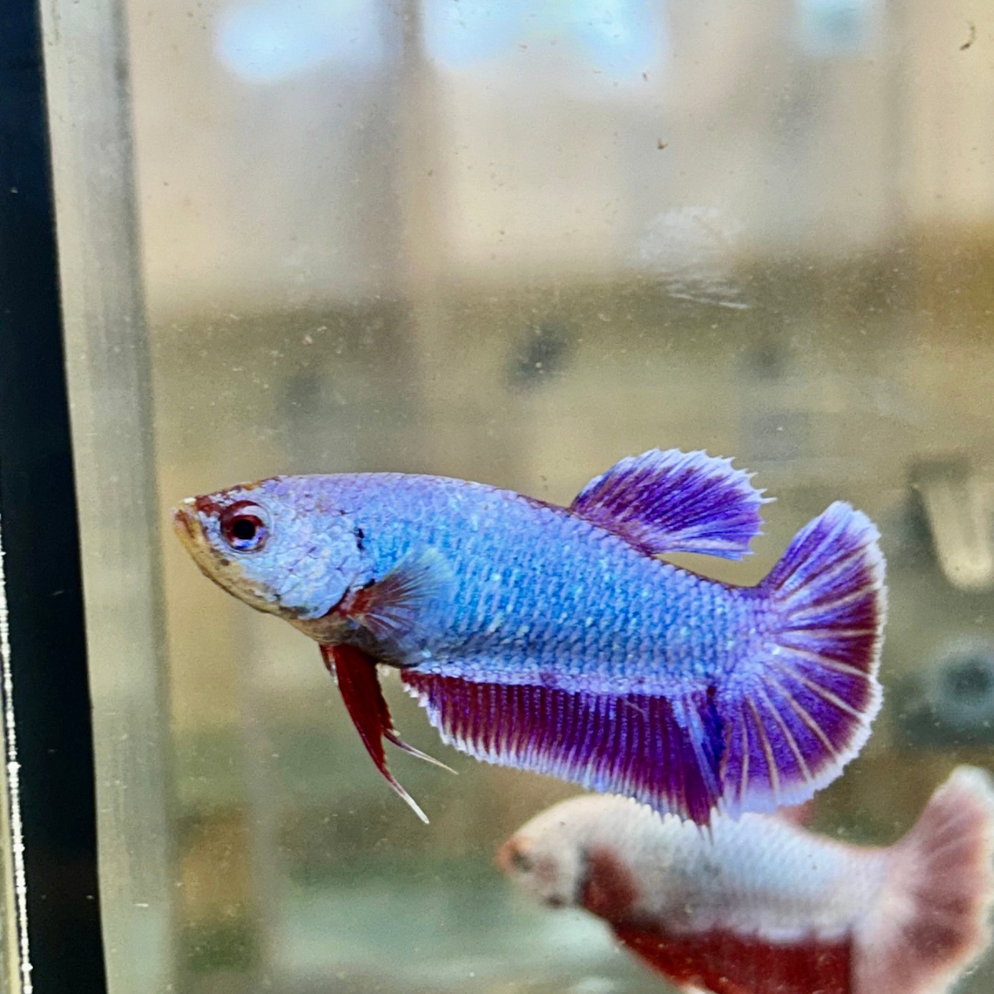 Purple Pink Dragon Plakat - Female Betta 24