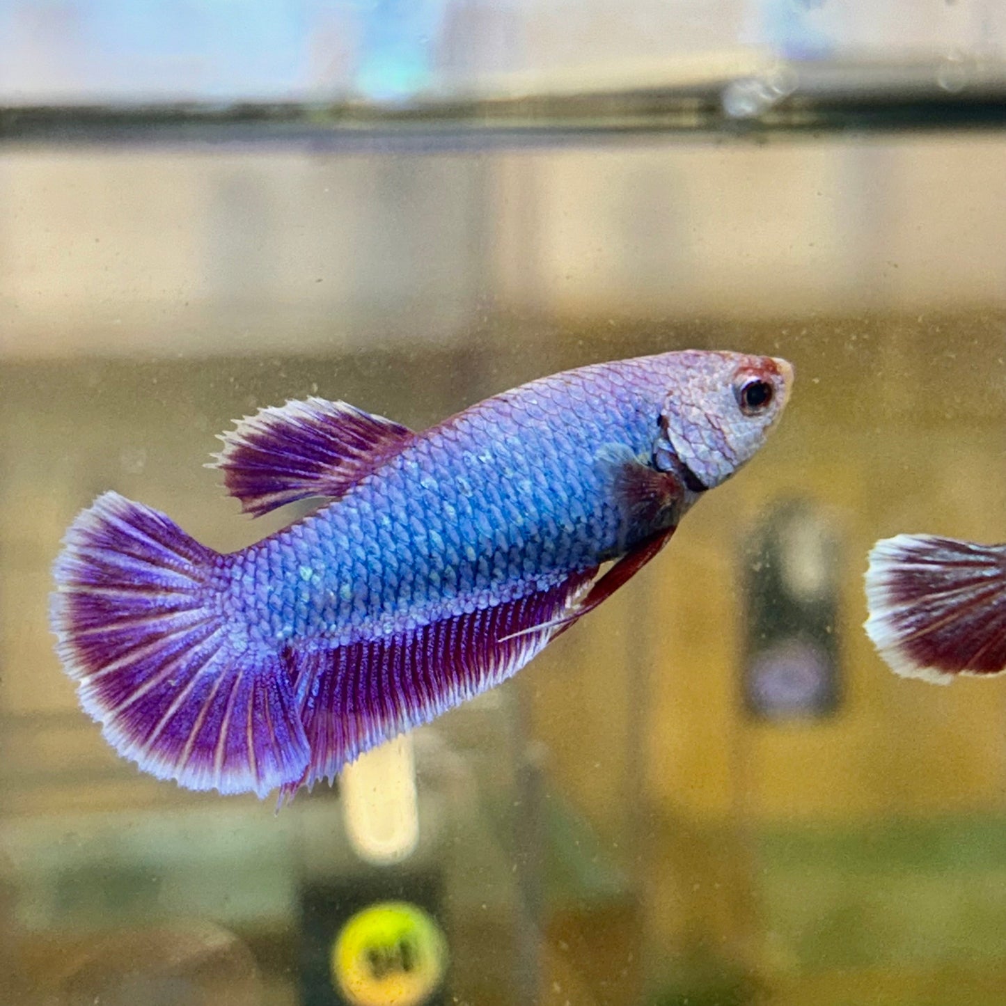 Purple Pink Dragon Plakat - Female Betta 24