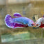 Purple Pink Dragon Plakat - Female Betta 24