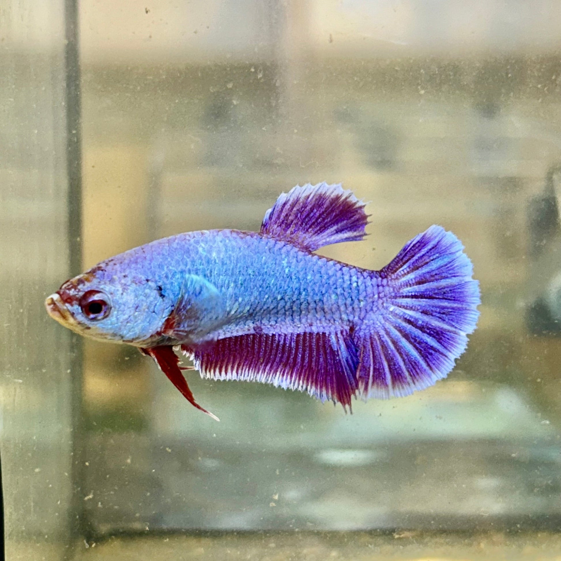 Purple Pink Dragon Plakat - Female Betta 24