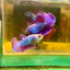 Purple Pink Dragon Plakat - Female Betta 25