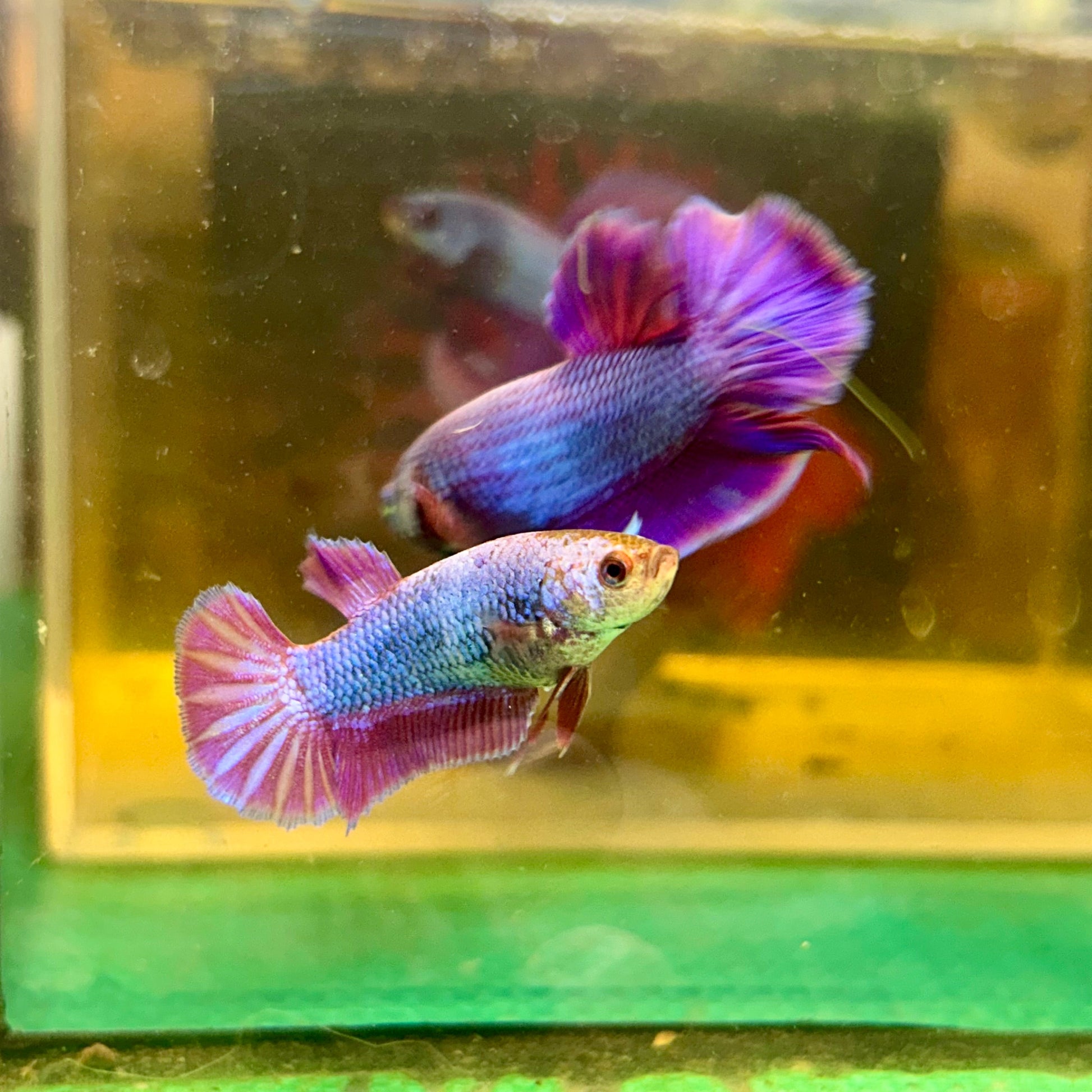 Purple Pink Dragon Plakat - Female Betta 25