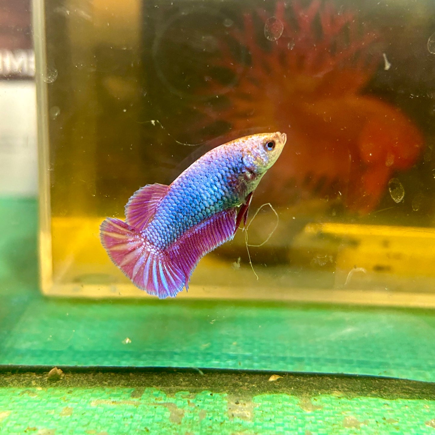 Purple Pink Dragon Plakat - Female Betta 25