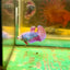 Purple Pink Dragon Plakat - Female Betta 25