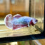 Purple Pink Dragon Plakat - Female Betta 66