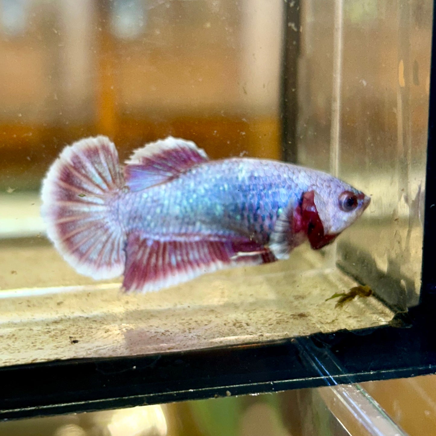 Purple Pink Dragon Plakat - Female Betta 66