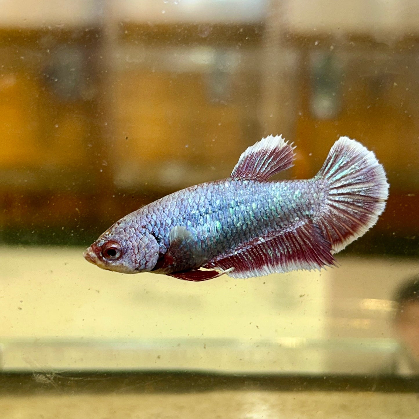 Purple Pink Dragon Plakat - Female Betta 66