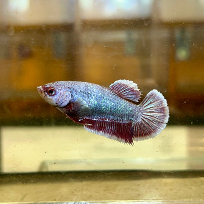 Purple Pink Dragon Plakat - Female Betta 66