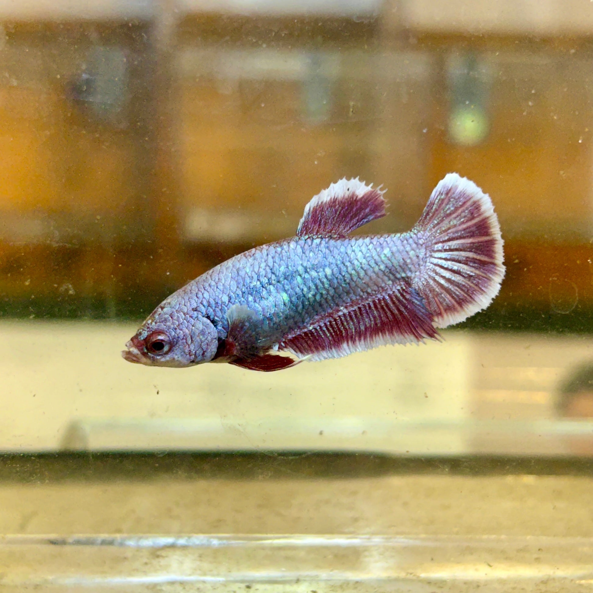 Purple Pink Dragon Plakat - Female Betta 66