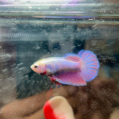 Purple Pink Halfmoon - Female Betta 017