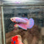 Purple Pink Halfmoon - Female Betta 017