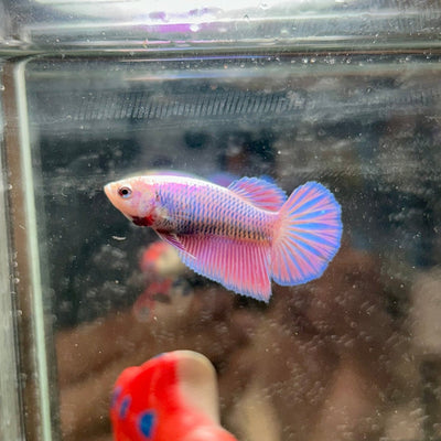 Purple Pink Halfmoon - Female Betta 017